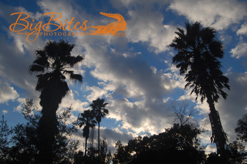 Palms-in-Archer-color-Big-Bites-Photography