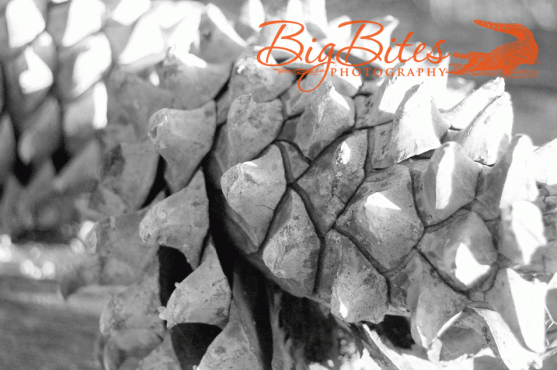 Pine-Cone-Black-and-White