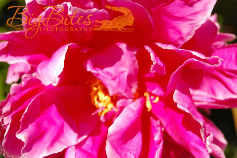 Pink-Flower-Big-Bites-Photography