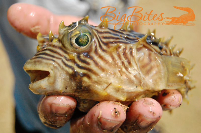 Ta-Da-1-Puffer-Fish-Florida-Big-Bites-Photography