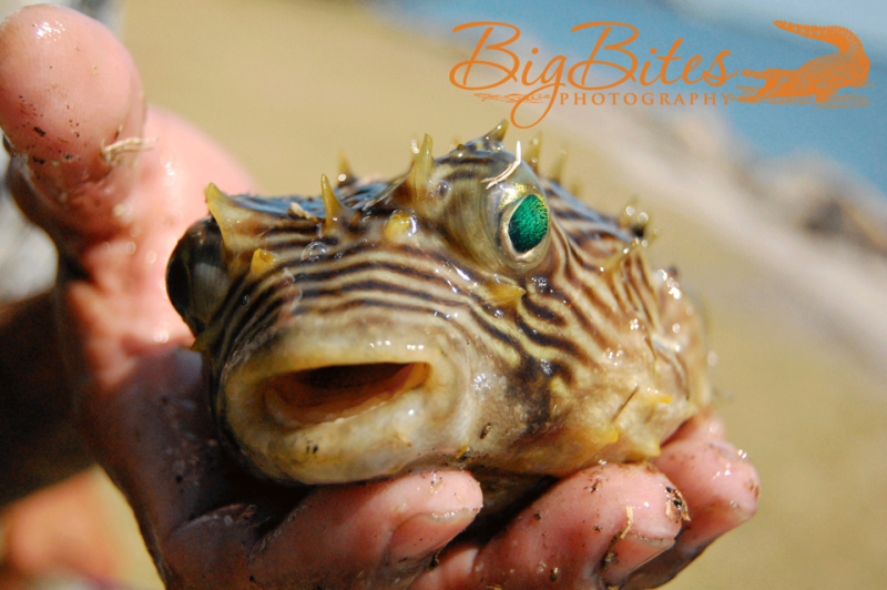 This-Guy-Got-Thrown-Back-co-Puffer-Fish-Florida-Big-Bites-Photography