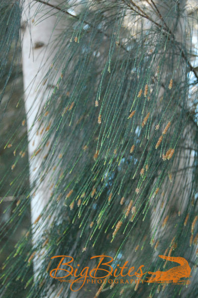Tree-Cat-Tails-Big-Bites-Photography