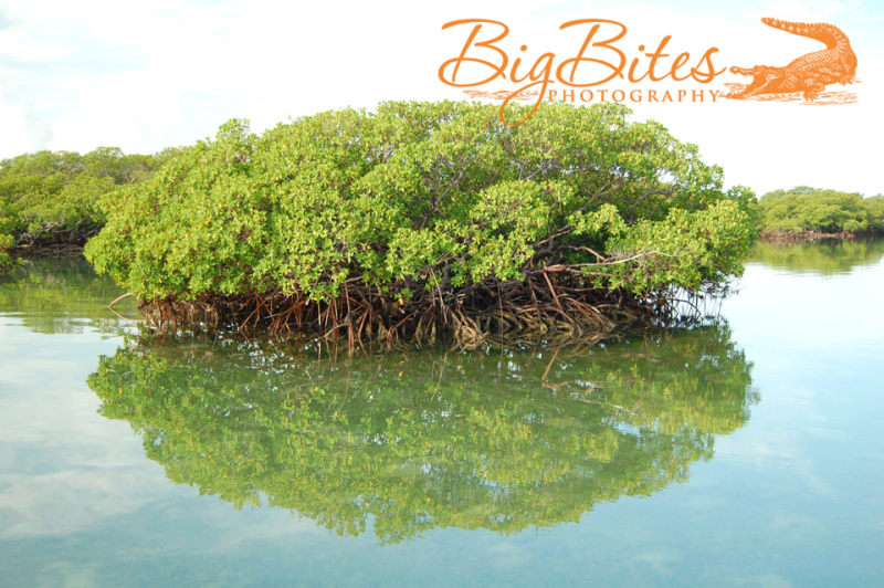 Tree-Reflection-color-Bahamas-Big-Bites-Photography