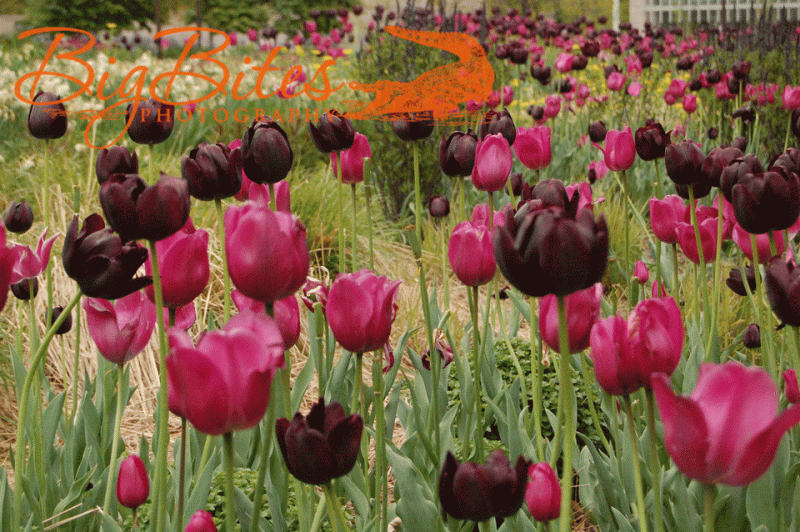 Tulips