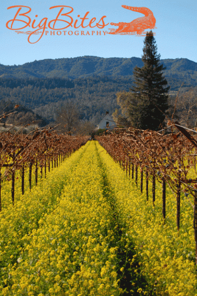 california-mustard-3