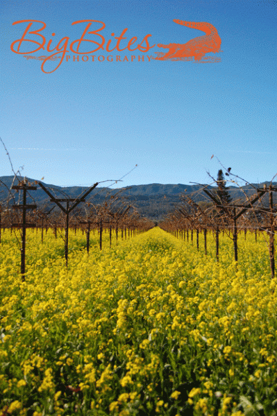 california-mustard-7
