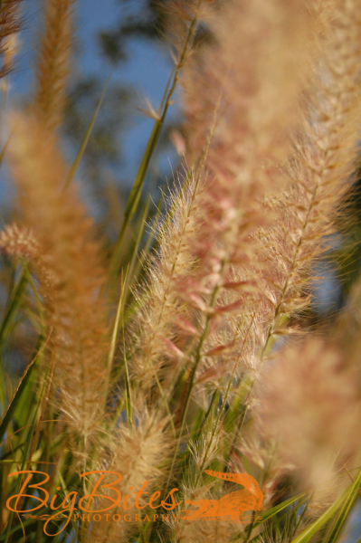cattails-color-Florida-Big-Bites-Photography