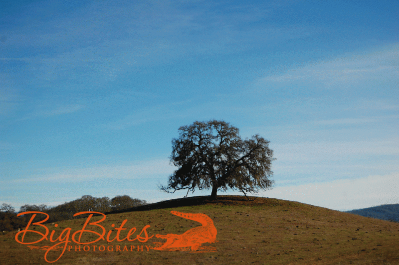lone-tree-big-bites-photogr