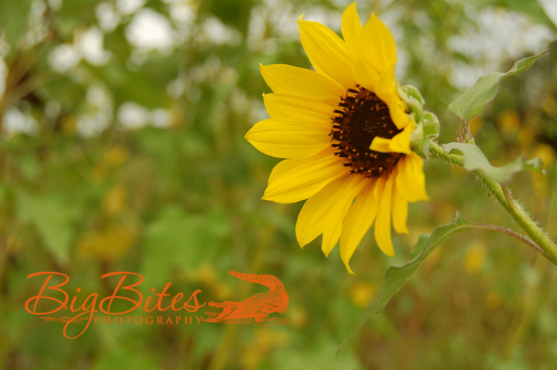 sunflower-Florida-Big-Bites-Photography