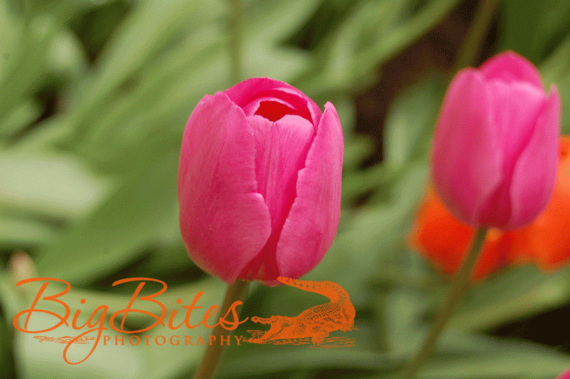 two-tulips