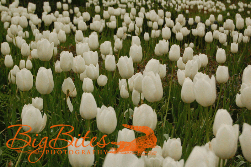 white-tulips