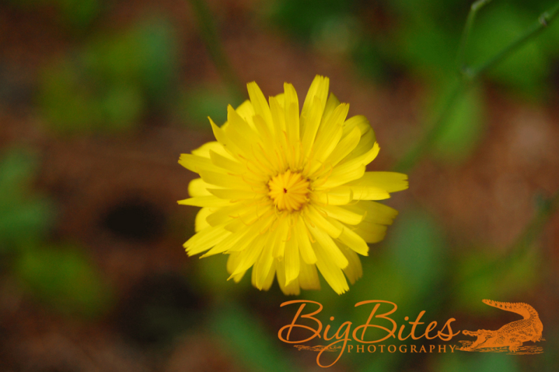yellow-flower-color-Big-Bites-Photography